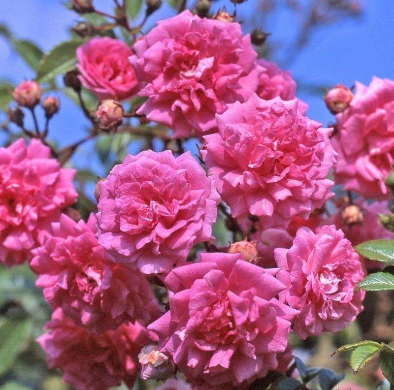 Описание плетистой почвопокровной розы супер дороти: характеристики сорта