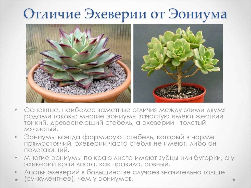 Цветок эхеверия: разновидности на фото, уход за растением в домашних условиях, посадка, размножение