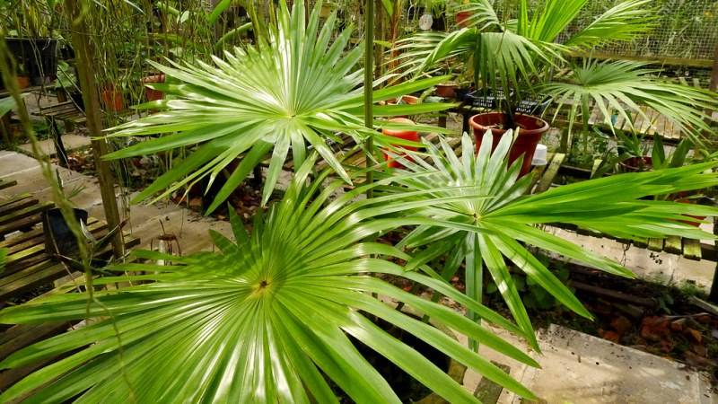 Веерная пальма хамеропс в домашних условиях