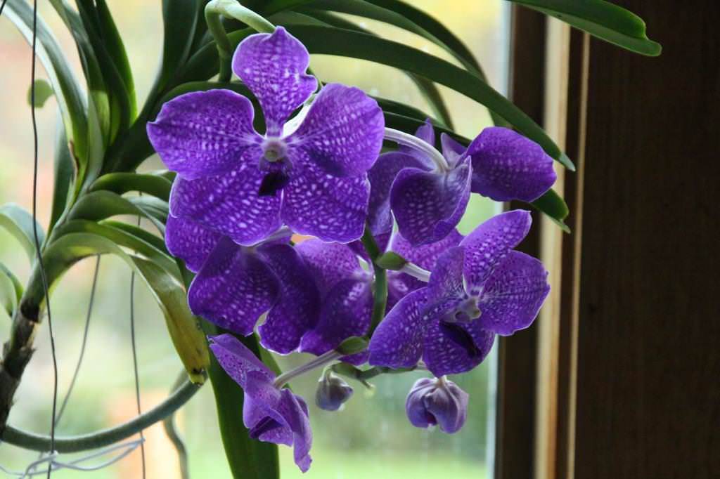 Выращивание орхидеи ванда в домашних условиях: советы эксперта