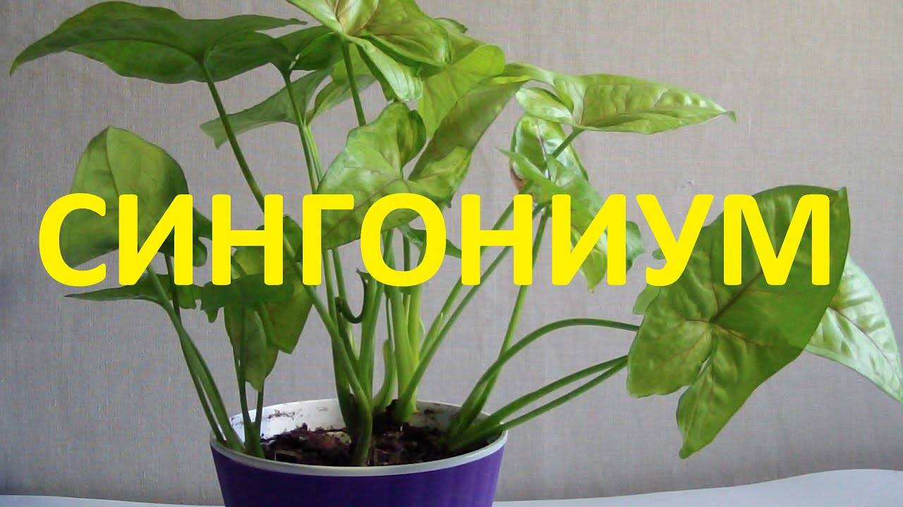 Сингониум виды и сорта с фото и названиями | floravdome.ru