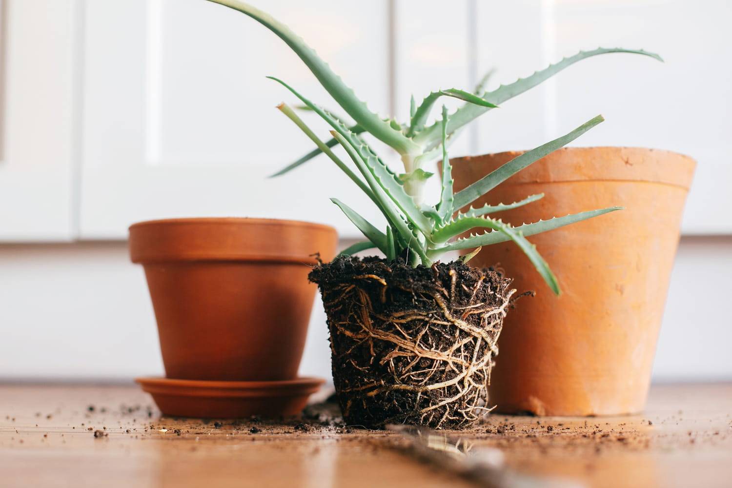 Как посадить и вырастить алоэ без корня в домашних условиях