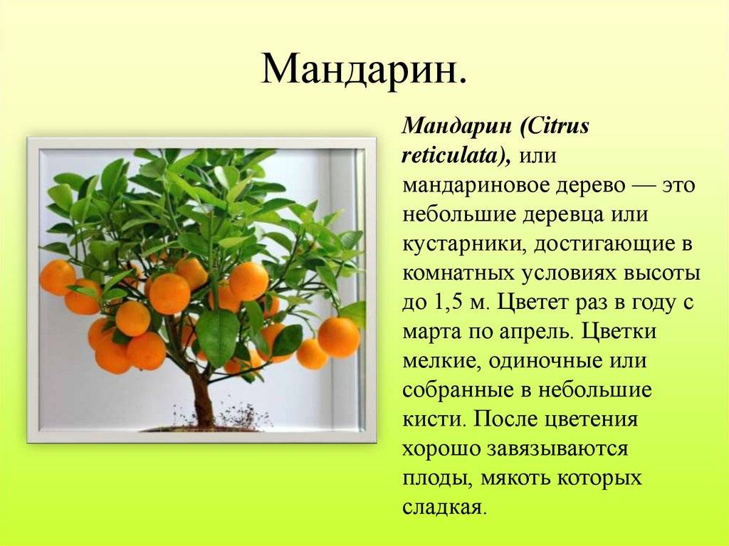 Домашний мандарин как вырастить в горшке, уход, размножение мандарина