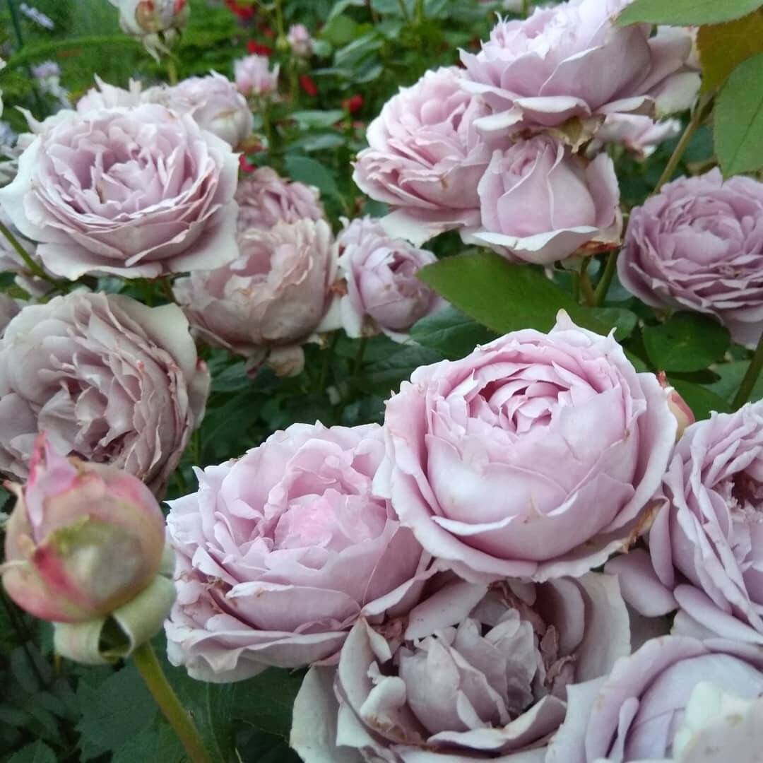 Роза флорибунда братья гримм: характеристики и описание сорта, морозостойкость. роза братья гримм: фото и отзывы, секреты выращивания