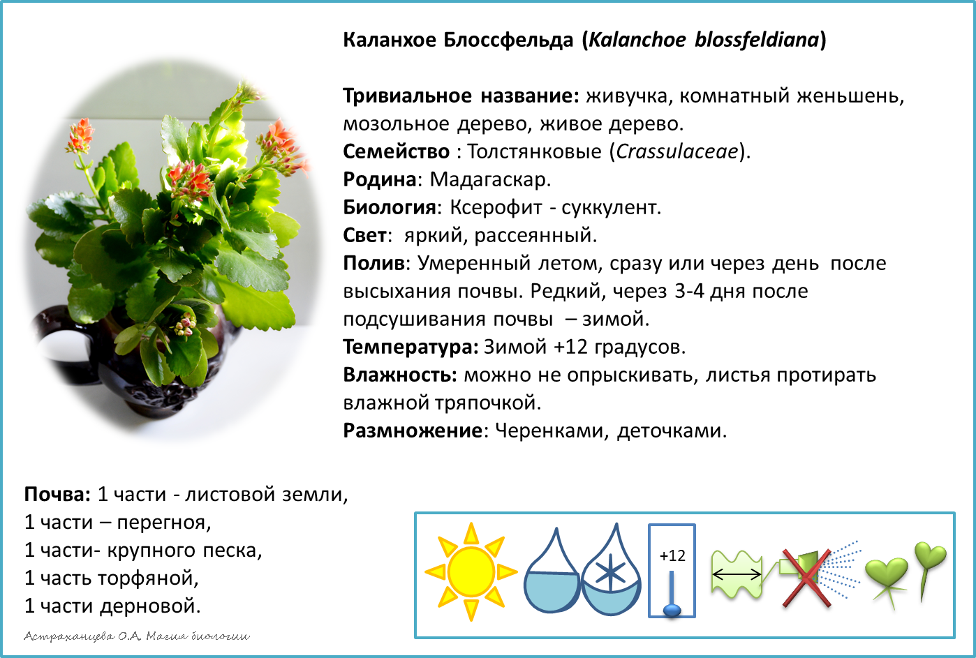 Опишите особенности растений каланхоэ и аспарагуса