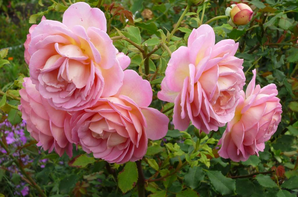Кустовая роза "джубили селебрейшн": описание и фото