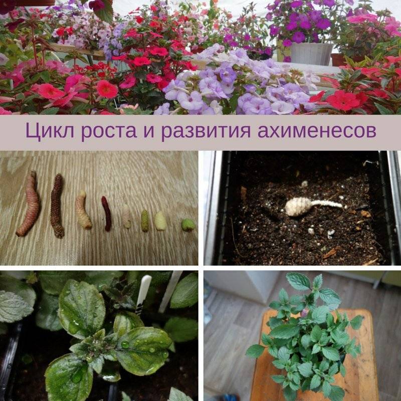 Ахименес: фото цветов, уход за великолепным комнатным растением