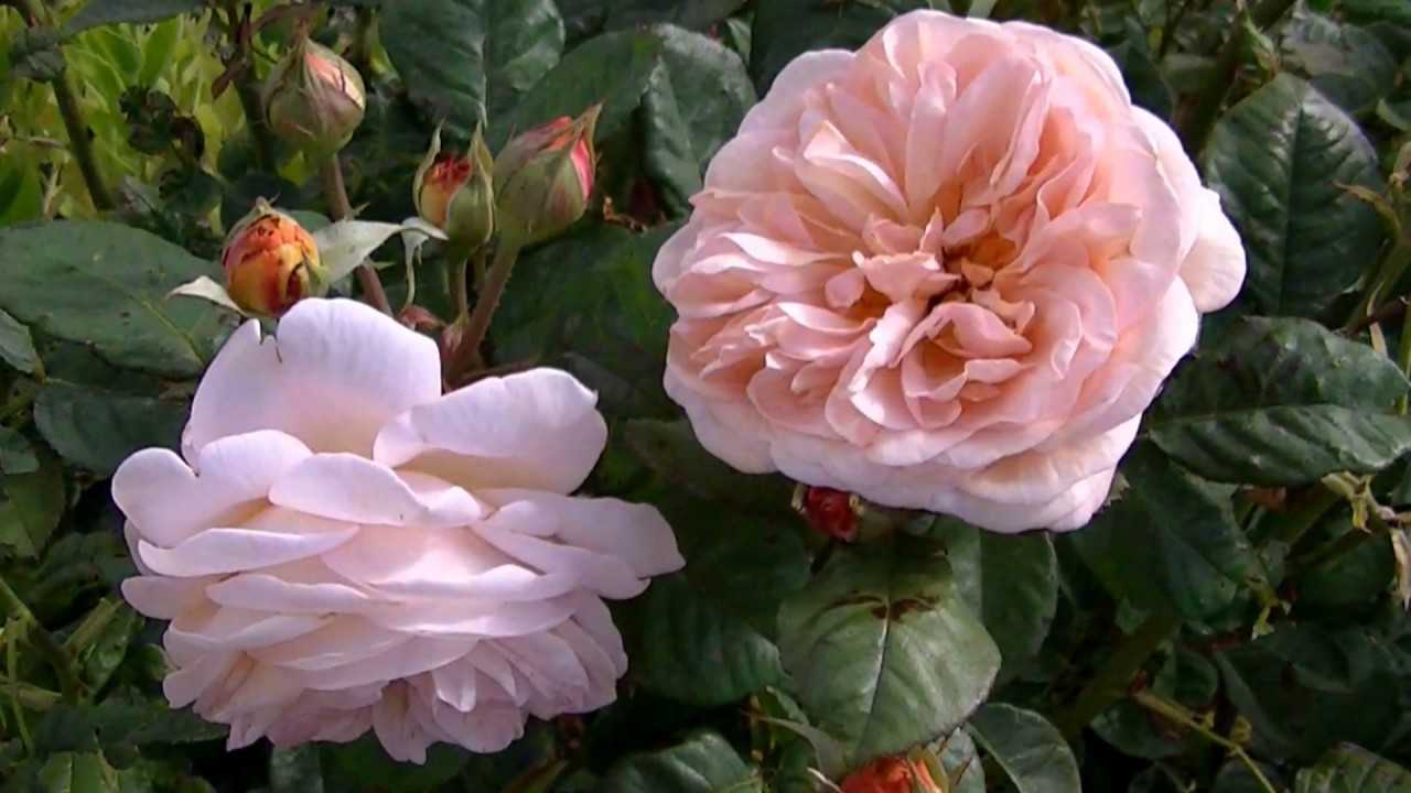 Роза клэр остин (claire austin)