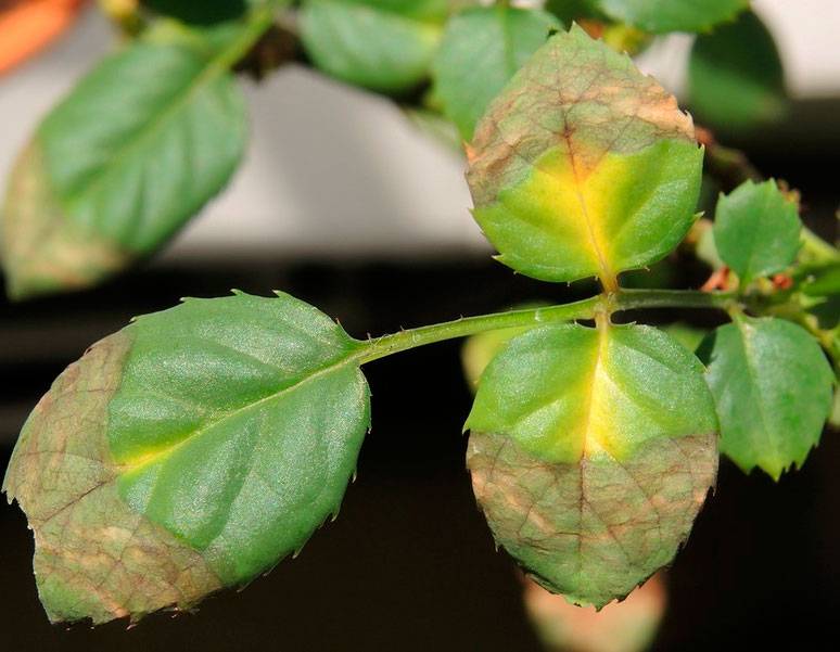 Болезни комнатных растений: почему сохнут кончики листьев?