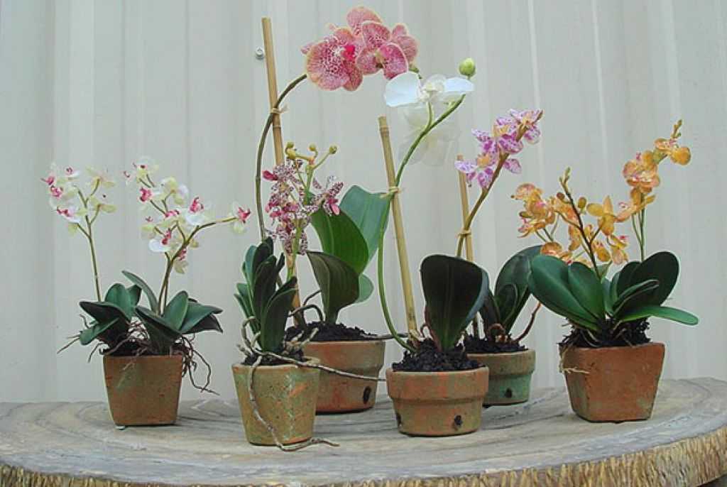 6 самых необычных и красивых горшков для орхидей