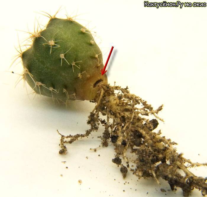 Можно ли спасти кактус, если сгнил корень или его часть