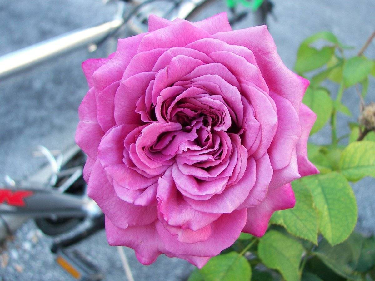 Роза клод брассер (claude brasseur) — характеристики сорта