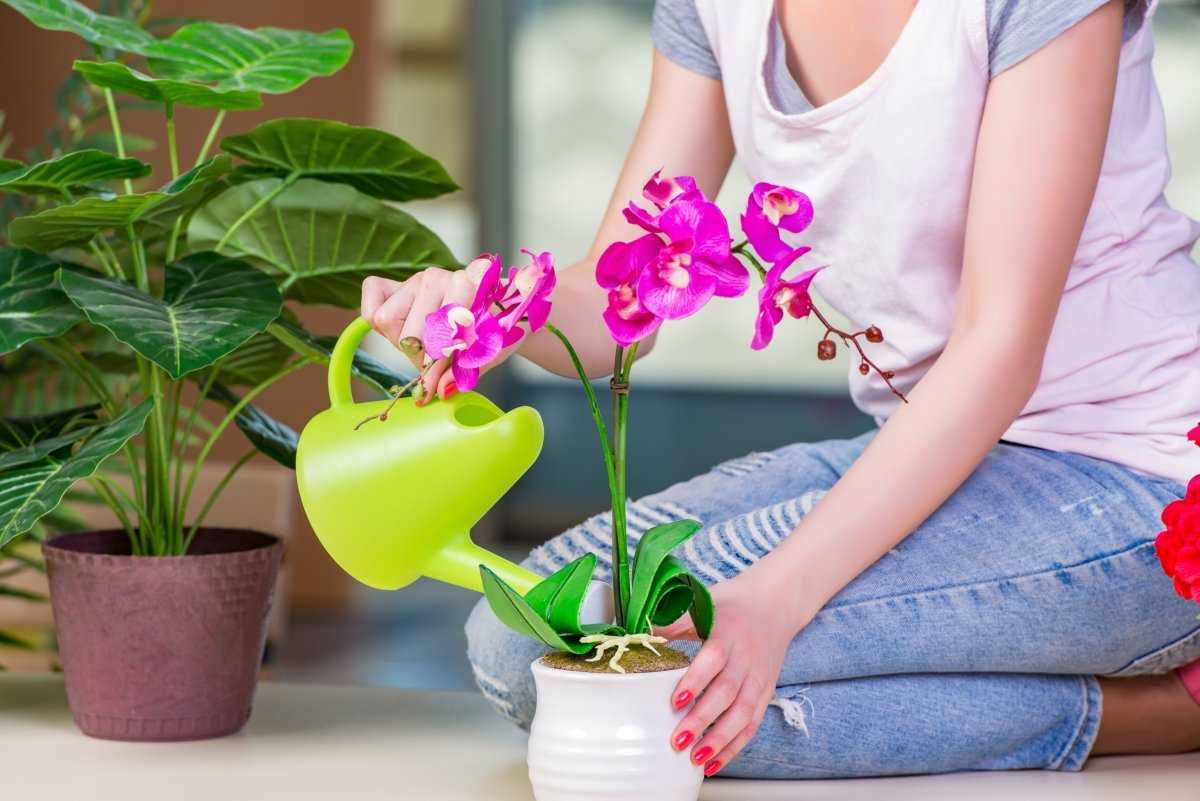 Как ухаживать за орхидеей в домашних условиях: инструкция для начинающих