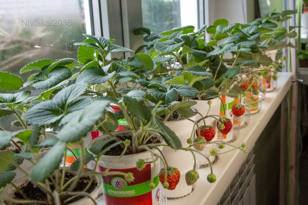 Как из ягоды клубники вырастить рассаду: частые вопросы