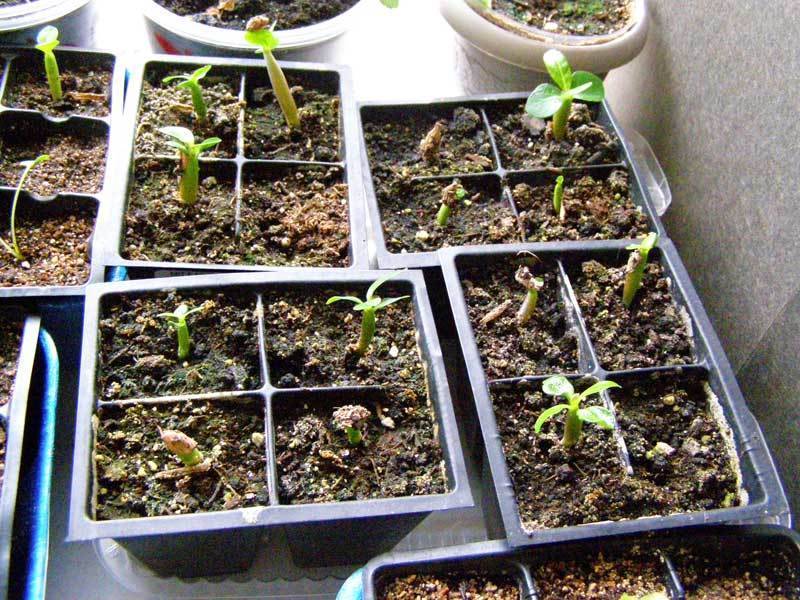 Как вырастить розы из семян: можно ли, технология выращивания, посадка, уход, видео, фото