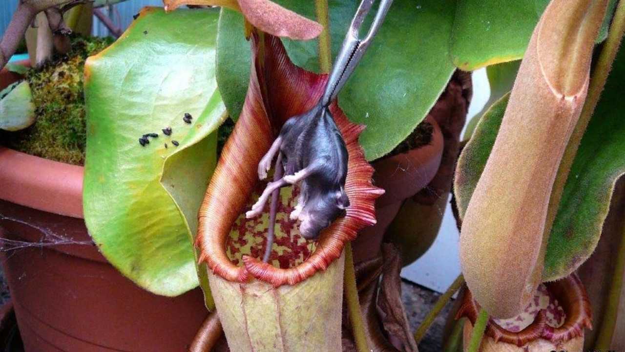 Хищник непентес — что это такое? как ухаживать за растением в домашних условиях?