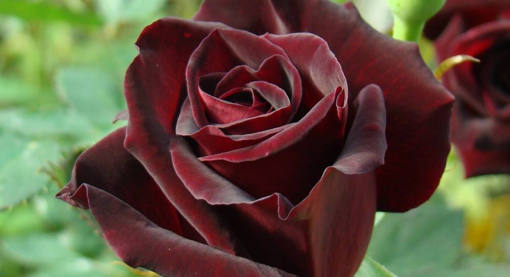 Роза Черная магия (Black magic) — что это за редкий сорт, описание
