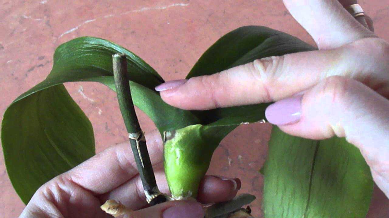 Как спасти орхидею от увядания и загнивания?