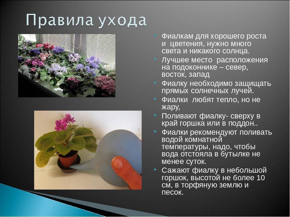 Приметы о фиалке: как цветок влияет на личную жизнь — польза и вред в доме, значение цветка по фэн-шуй. приметы о садовых фиалках