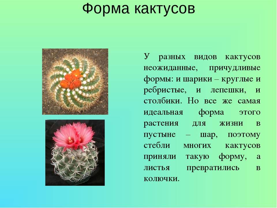 Эпифиллум с фото: самые популярные виды, уход, обрезка, цветение