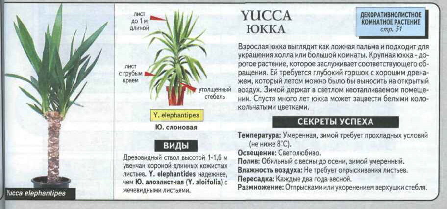 Юкка садовая: посадка и уход, фото, особенности выращивания, размножение - sadovnikam.ru