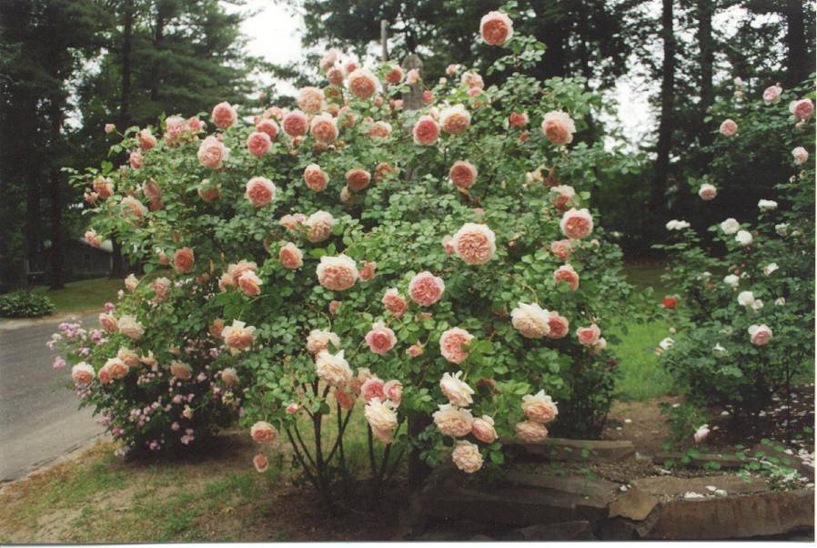 Роза абрахам дерби: история и описание сорта, посадка и уход, отзывы садоводов + варианты и фото применения в ландшафте