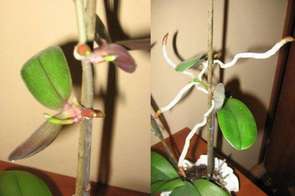 Как вырастить орхидею из отростка: советы и рекомендации специалистов
