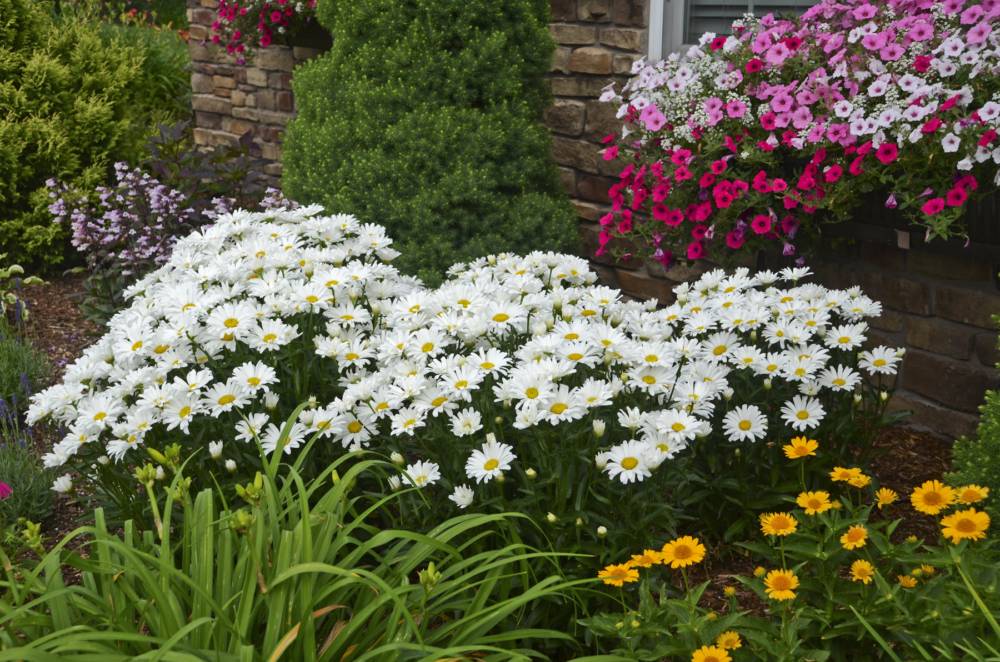 Ромашка садовая — особенности выращивания в домашних условиях