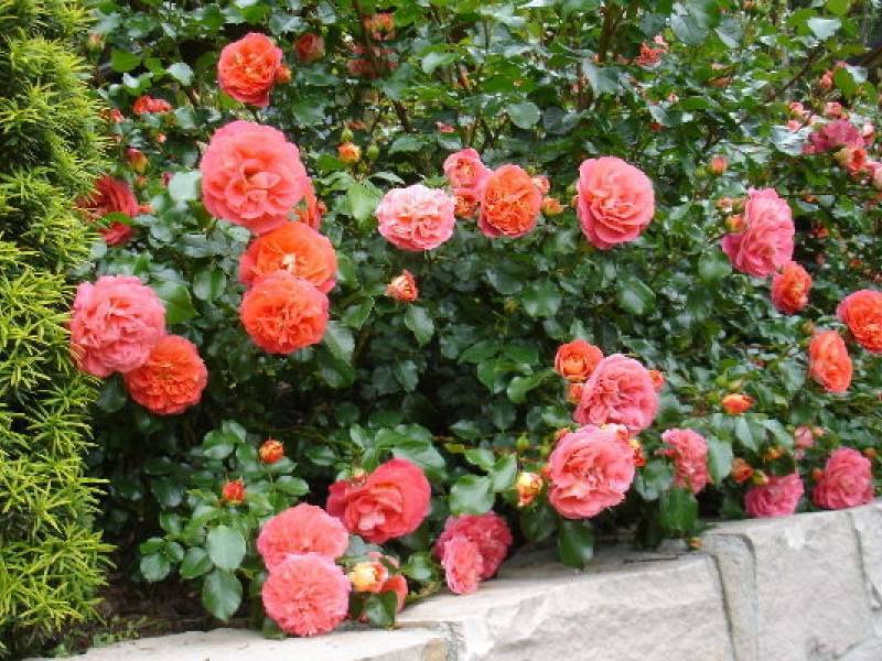 Роза братья гримм фото и описание отзывы - сад и цветы