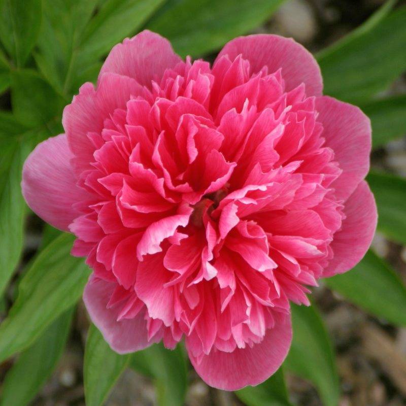 Розовые пионы: 10 самых красивых сортов розовых пионов раннего срока цветения