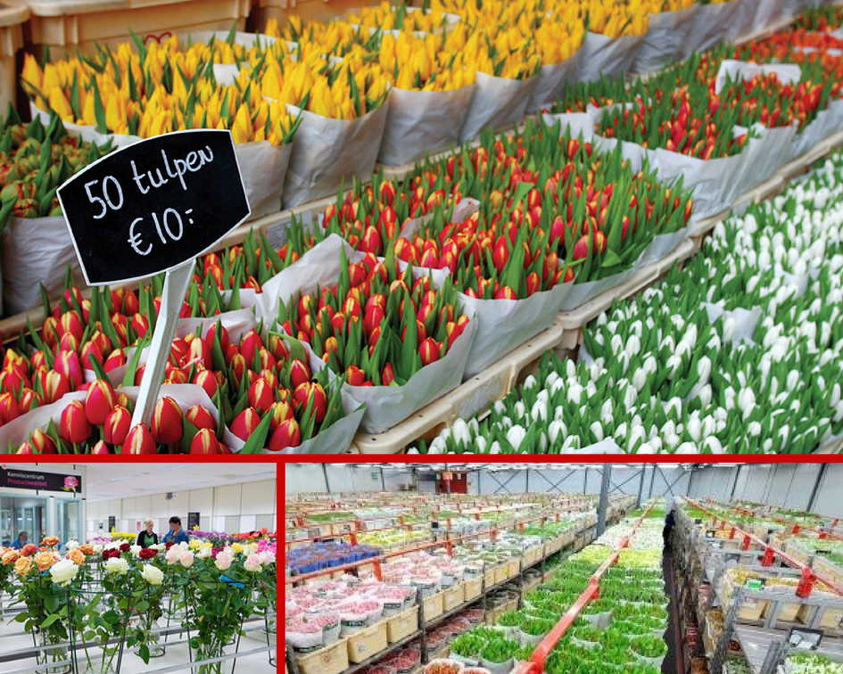Цветочный аукцион в голландии – как все происходит | moscow flower school | дзен