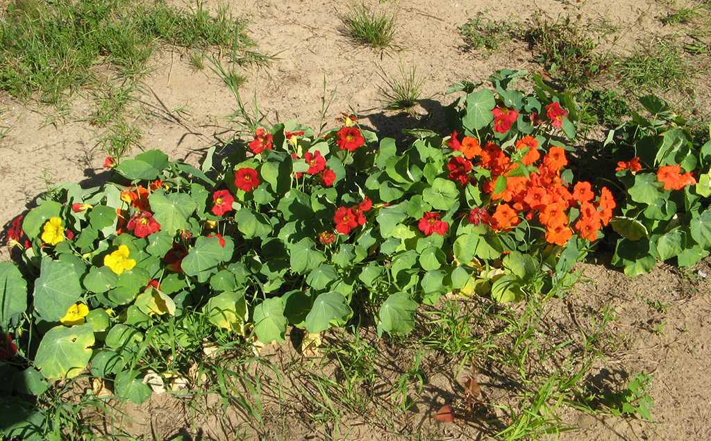 Настурция: фото цветов, посадка и уход в открытом грунте, выращивание из семян, посадка на рассаду