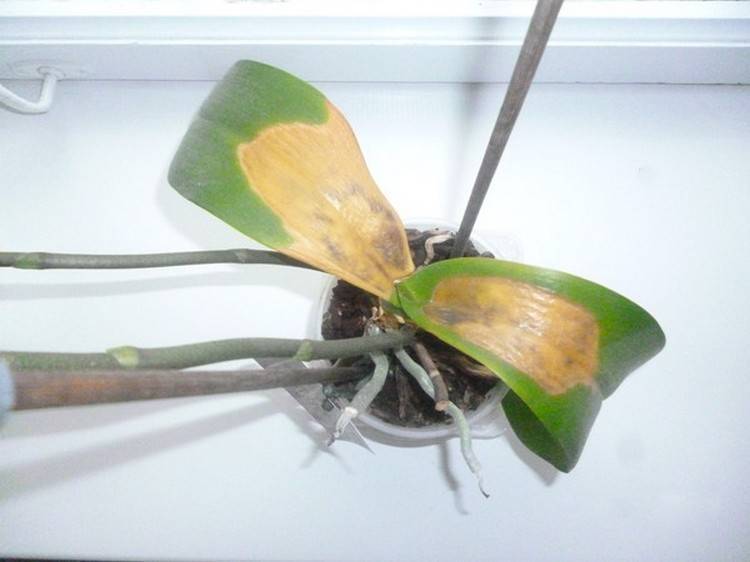 Почему желтеют листья у орхидеи - что делать