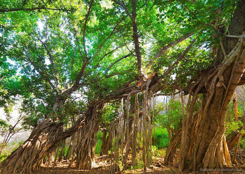 Фикус баньян: фото дерева, уход в домашних условиях