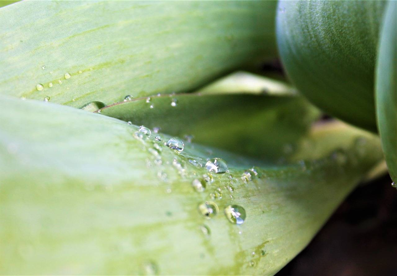 Почему на орхидее липкие капли на листьях, от чего выделяется жидкость на цветоносе и стволе, в чем причина появления белого налета и как с этим бороться?