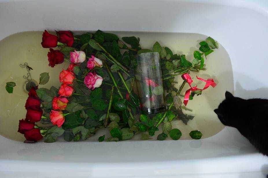 Как оживить розы, если они завяли в вазе