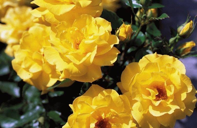 9 лучших сортов роз флорибунда: фото, особенности ухода