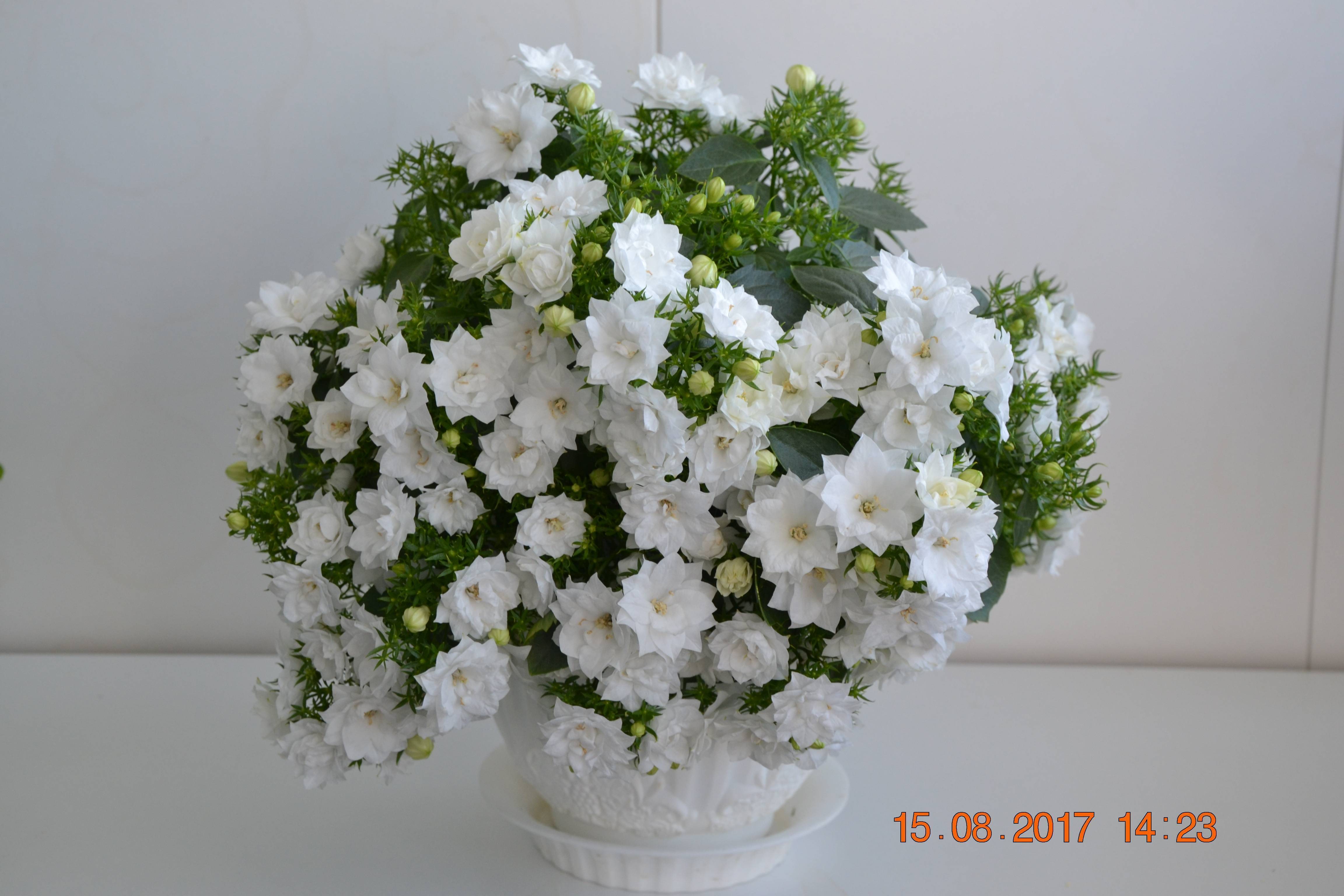 Цветок кампанула садовая (колокольчик) (56 фото): персиколистный, карпатский, широколистный, уход, выращивание из семян