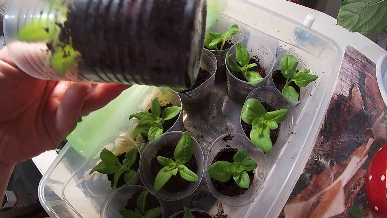 Выращивание петунии из черенков в домашних условиях - теплицы + парники своими руками