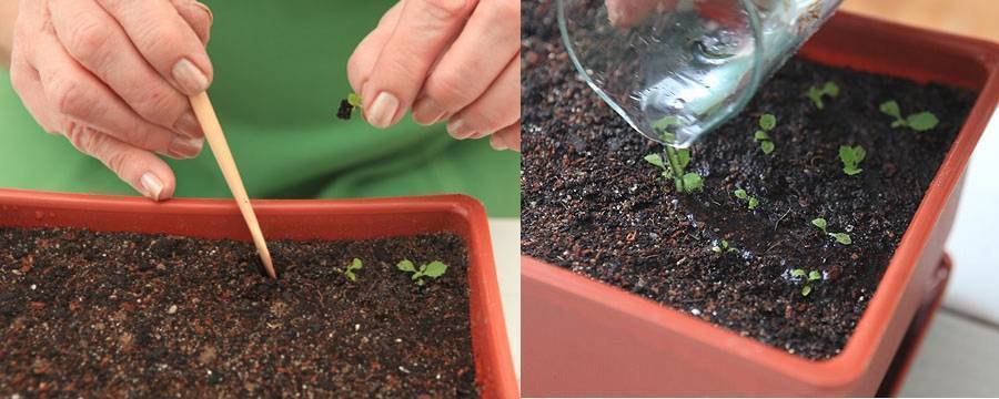 Примула: выращивание из семян в домашних условиях, как и когда сеять