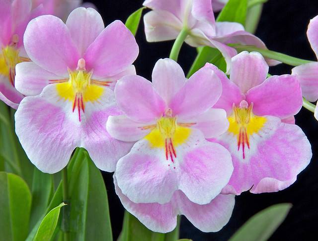 Орхидея «анютины глазки» или мильтония: уход в домашних условиях за эффектным и изысканным представителем семейства орхидных