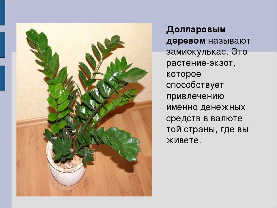 Долларовое дерево: фото, как цветет, описание и уход в домашних условиях - sadovnikam.ru
