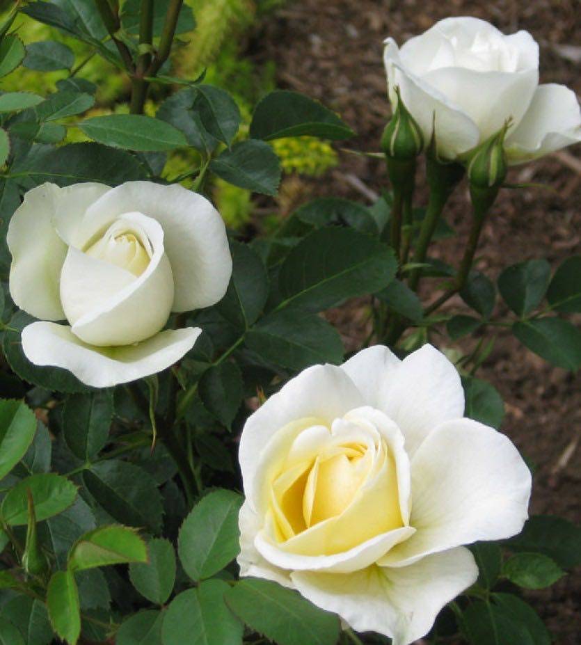 Роза джей пи коннел (j. p. connell) — описание желтого сорта