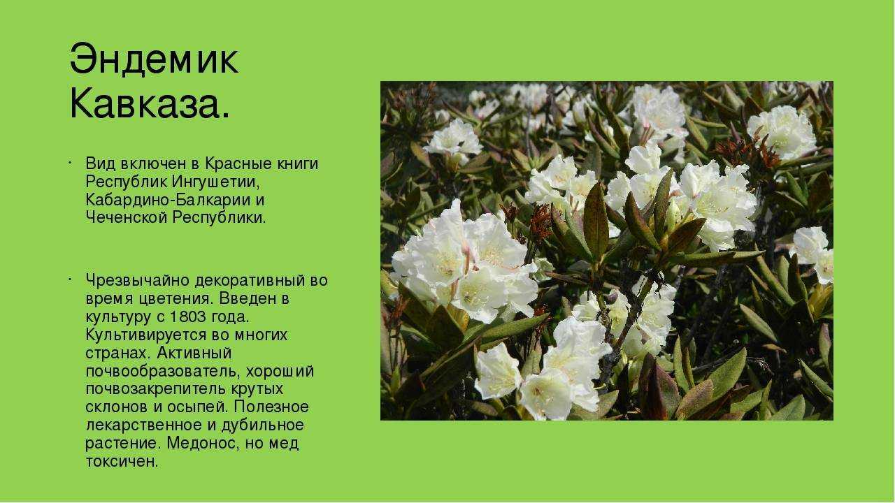 ✅ рододендрон адамса полезные свойства и противопоказания - vsezap24.ru