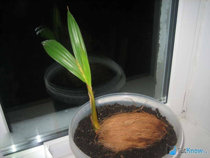 Как вырастить кокосовую пальму дома, особенности ухода за ней