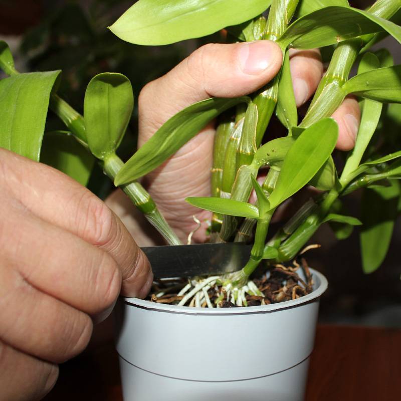 Как происходит размножение орхидей черенками в домашних условиях с фото?