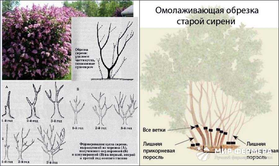 Особенности выращивания чубушника, а также причины его не цветения