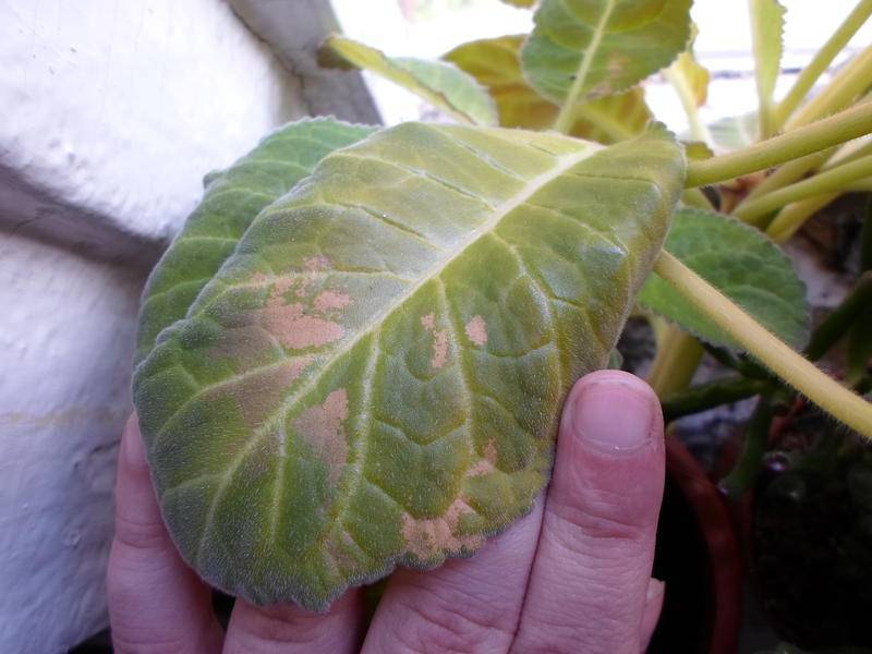 Как диагностировать болезни на листьях домашней глоксинии и выбрать правильное лечение