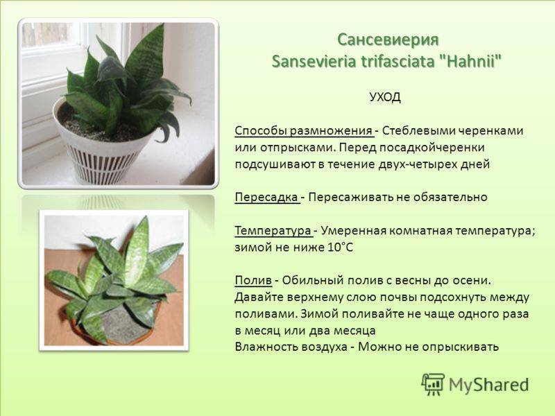 Сансевиерия (щучий хвост): размножение листом, корневищем, семенами в домашних условиях