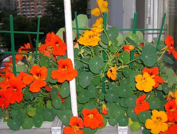 Настурция на балконе посадка и уход - дневник садовода flowers-republic.ru